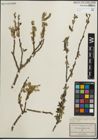Foto von Salix pedicellata Desf.